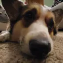 petdono