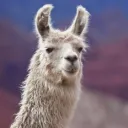 llamaranger.