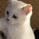 ninixyz