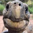 .bobtheturtle