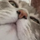 _anamy