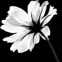 Аватар kravatop1