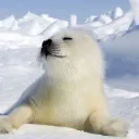 seals4life