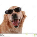 Dog Bot