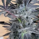 blowingoregonsmoke