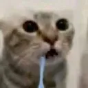 catrnado