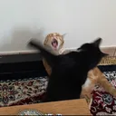 spottedbunny