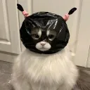 _daow