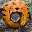 an_otter_