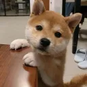 sxcredbear