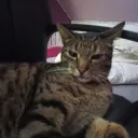 rienbobby