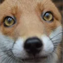 .extrafox