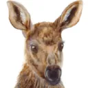 babymoose6733