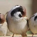 songyun_