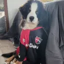 jakenovafmk