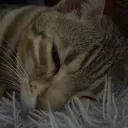 terrvpin