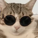 dabococo
