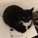 gopuma