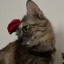 a5q