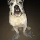 lokithebigdog