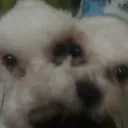 sadeul.