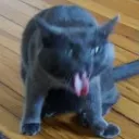 smallgraygames