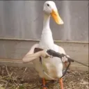 gunnur333