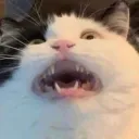massivespider