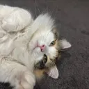 no.tsuki