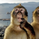 avatar els ★‧₊˚