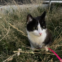 avatar zedidja-samira