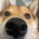 gtrudat