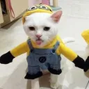 urlovellyy