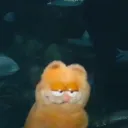 mangooes