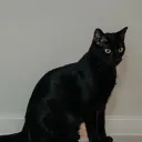 supernovadragoncat