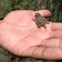 emprador_ems's Avatar