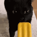 jxluxcoder