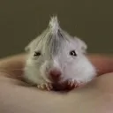 jaeiis