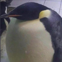 pinguino