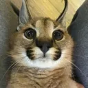 floppa_meow