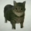 novimol