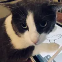 sfalupi