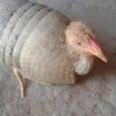 pintintu