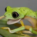 thefroggo's Avatar