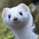 suki9019