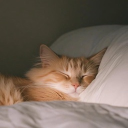 avatar Huyen xinhhhh