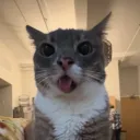 Аватар kotskapystoy