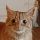 fribout