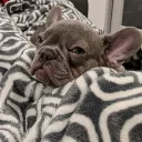 darthhund