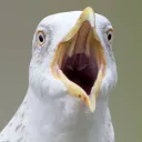 koopakills